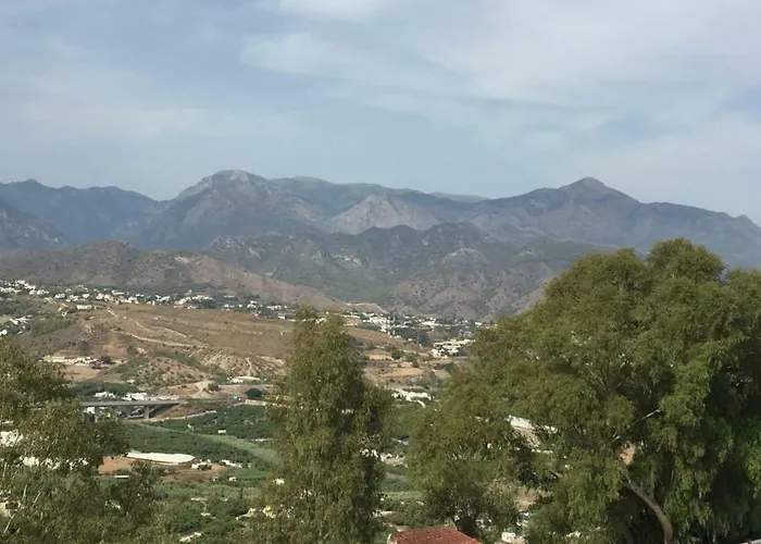 Paradise - Girasoles